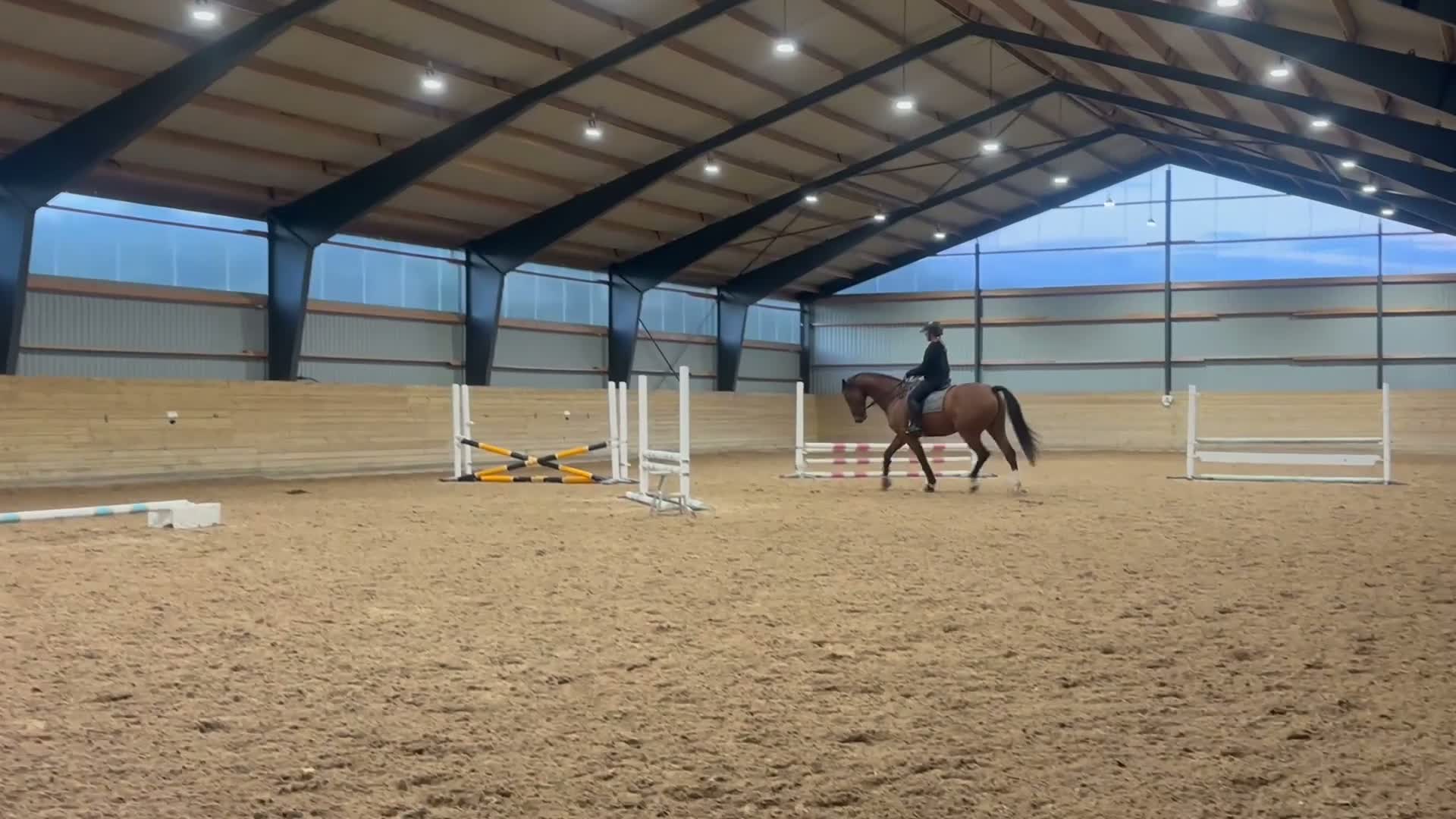Allround hästar till salu: Mångsidig valack med mycket personlighet✨ i Norrköping - Video 2