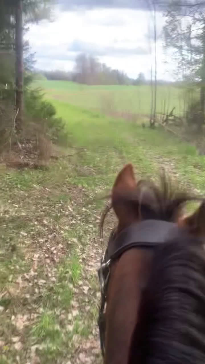 Hoppning hästar till salu: Vackert b-ponnysto i Sala - Video 3