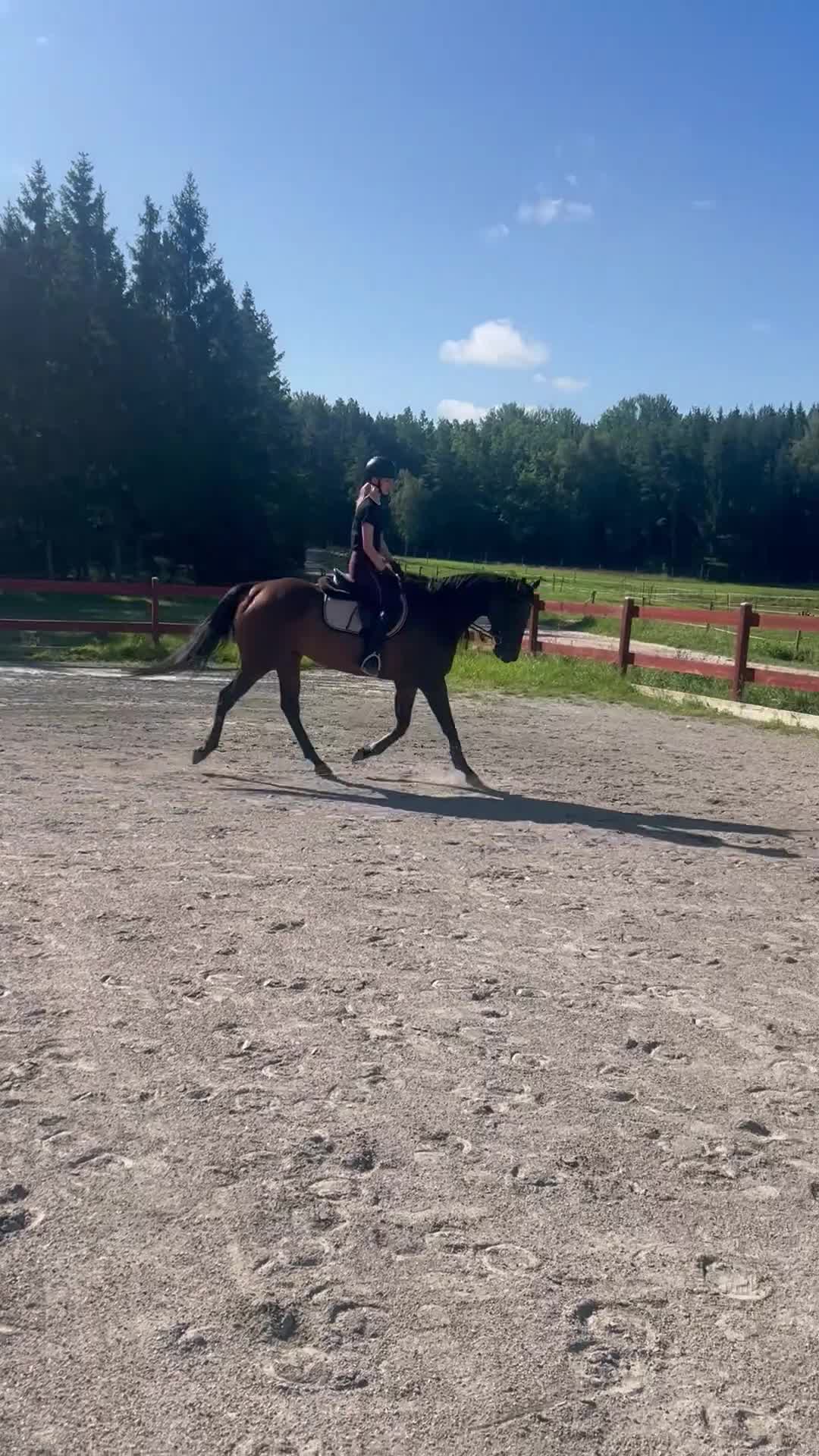 Allround hästar till salu: Superfint fullblodssto - Video 1