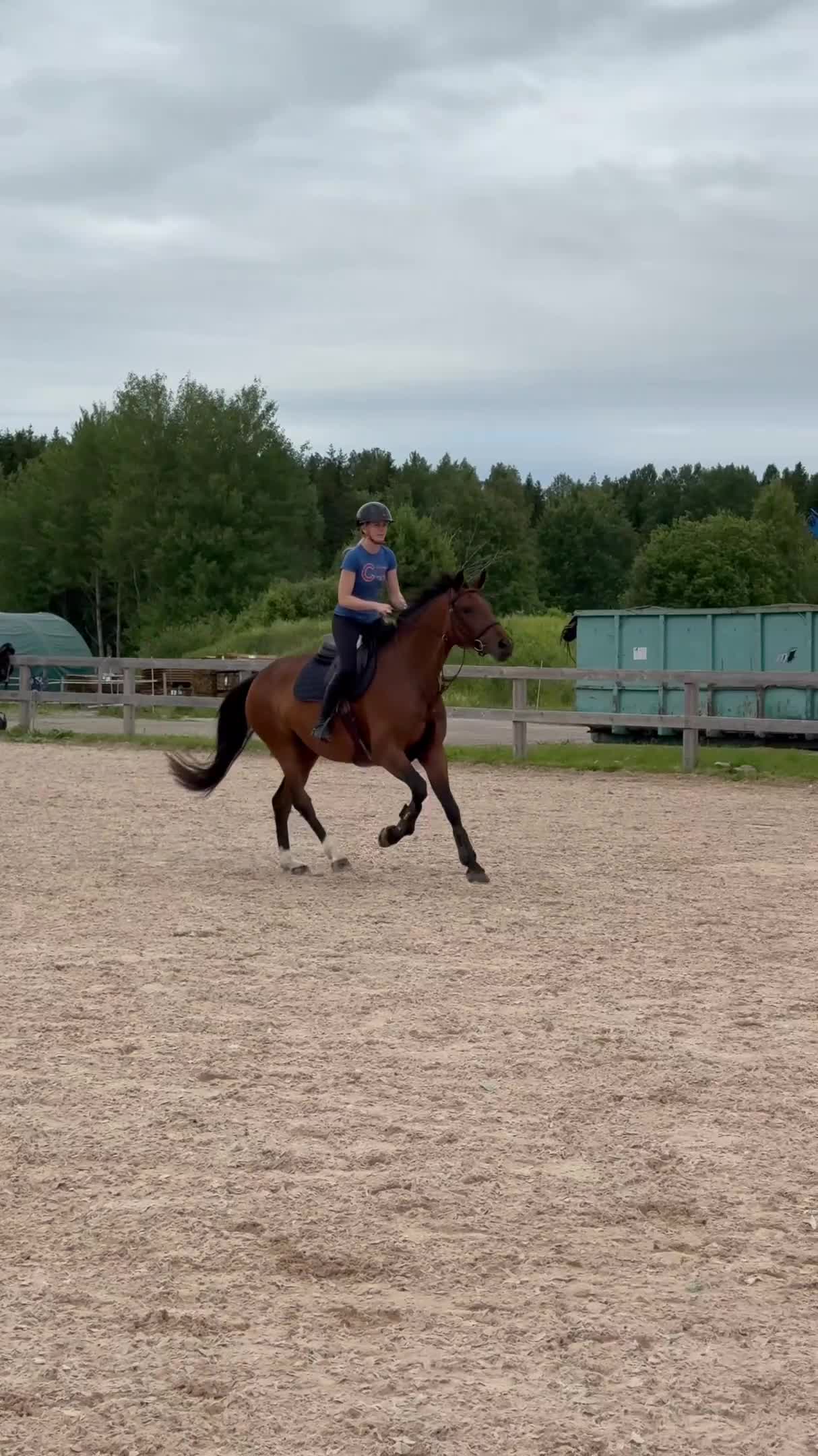 Hoppning hästar till salu: Lovande hopphäst e. Gamelus - Ludwigs Champion - Video 1