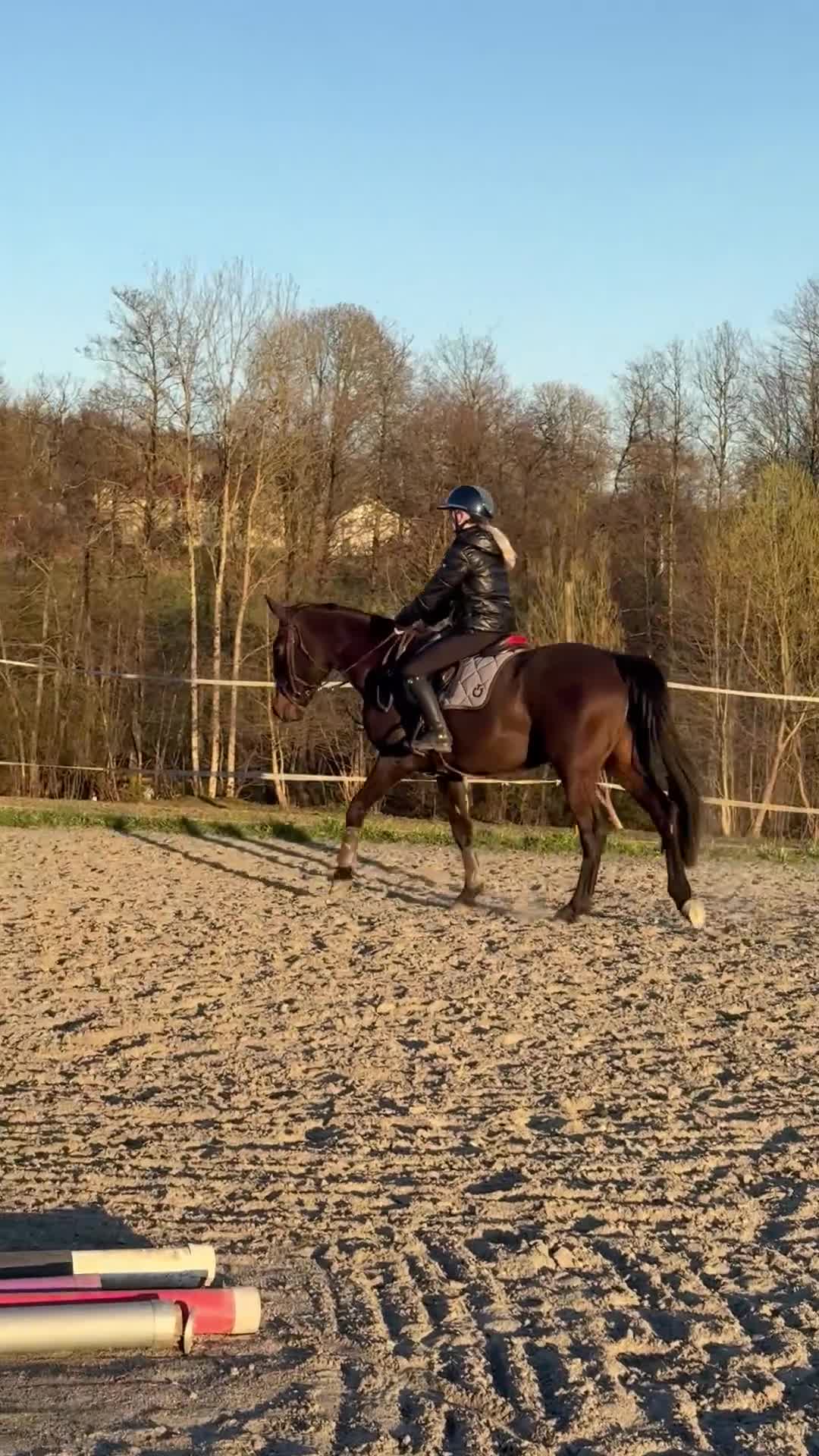 Hoppning hästar till salu: Framtidsämne! - Video 1
