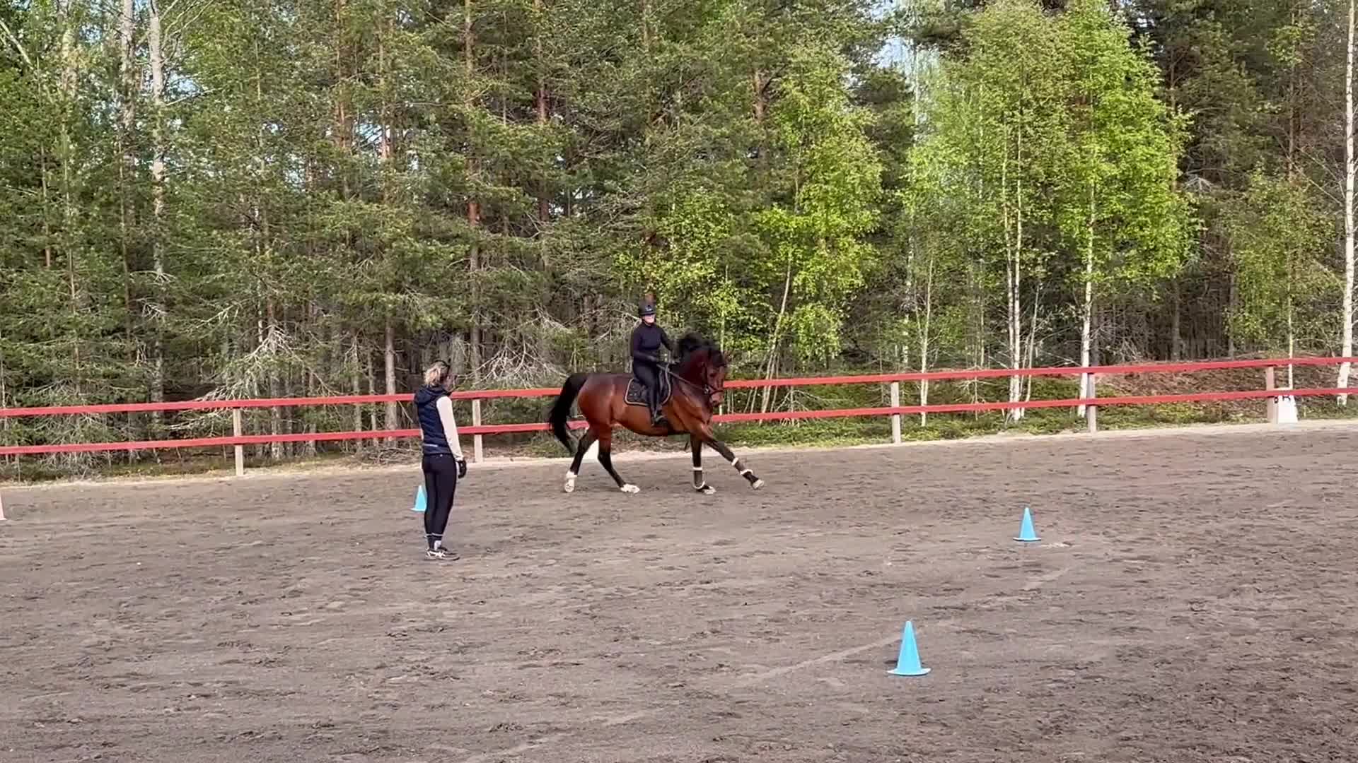 Hoppning hästar till salu: Trevligt sto -22 e.Montevideo - Video 3