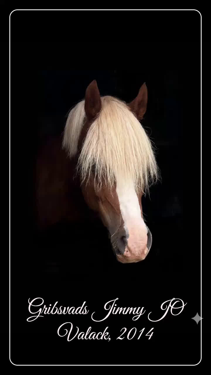 Dressyr hästar till salu: Vacker och uttrycksfull fei-ponny  - Video 1