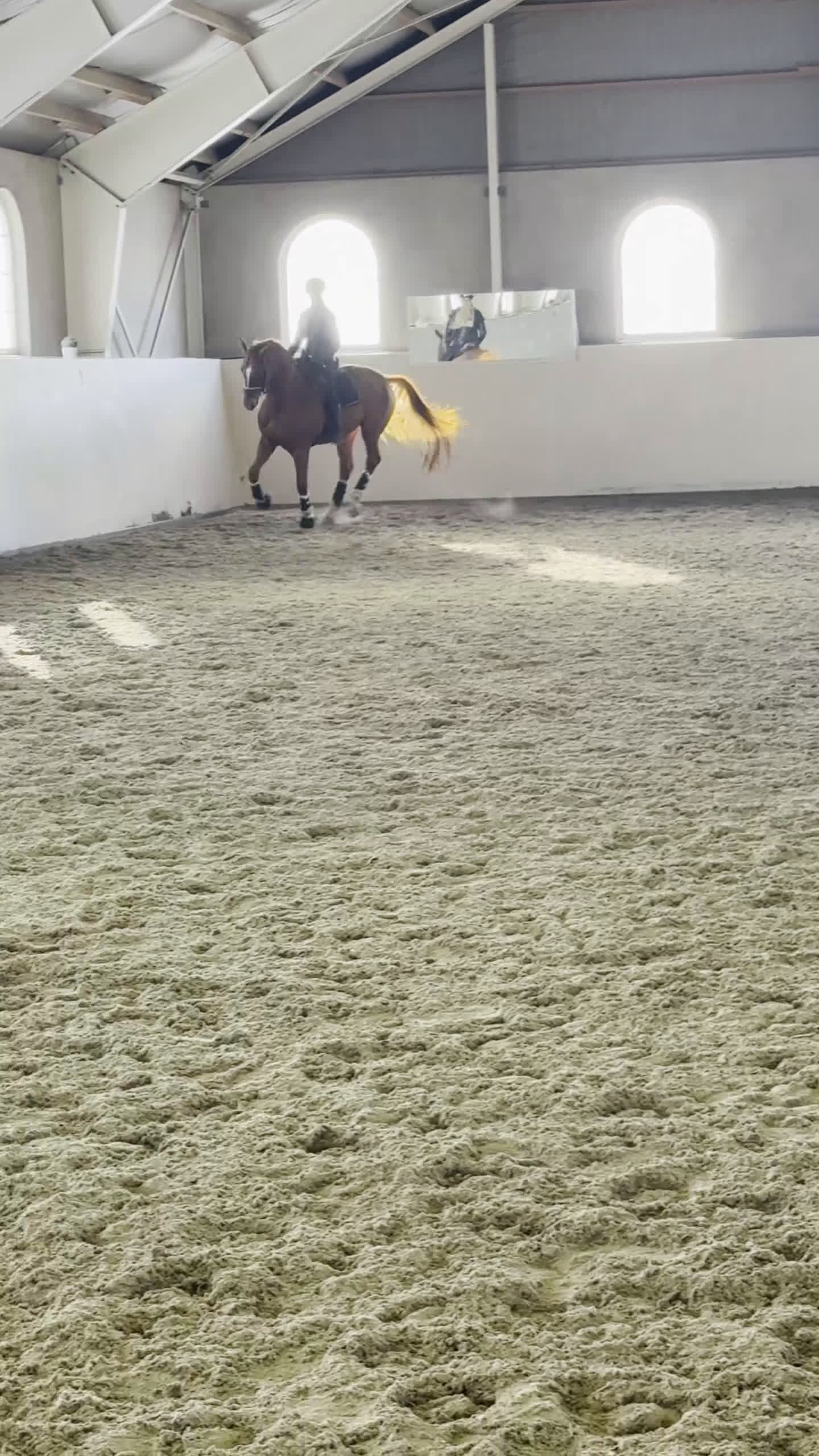 Dressyr hästar till salu: För satsande dressyrryttare  - Video 3