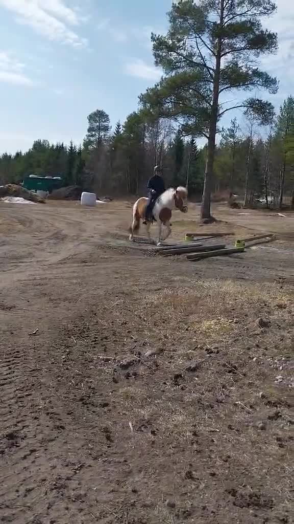 Island hästar till salu: Islandshäst  - Video 2