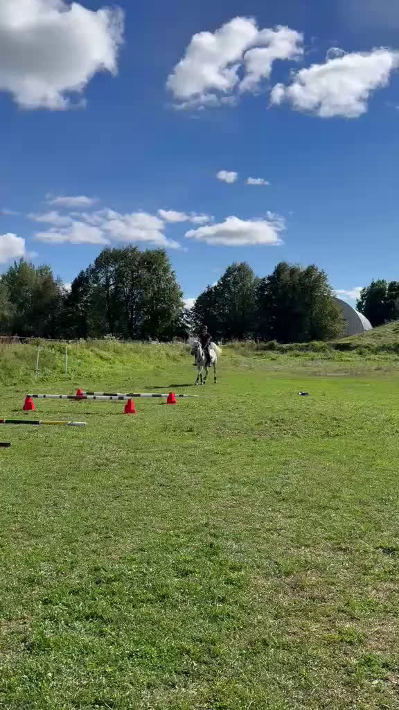 Allround hästar till salu: Super fin allround häst  i Västerås - Video 4