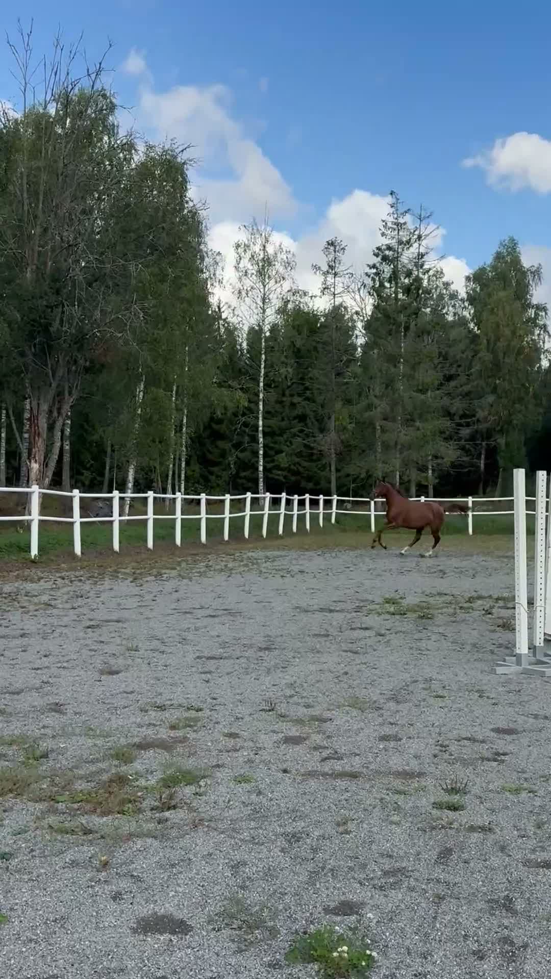 Dressyr hästar till salu: Lovande dressyrhäst e: Rosebank VH - Video 1