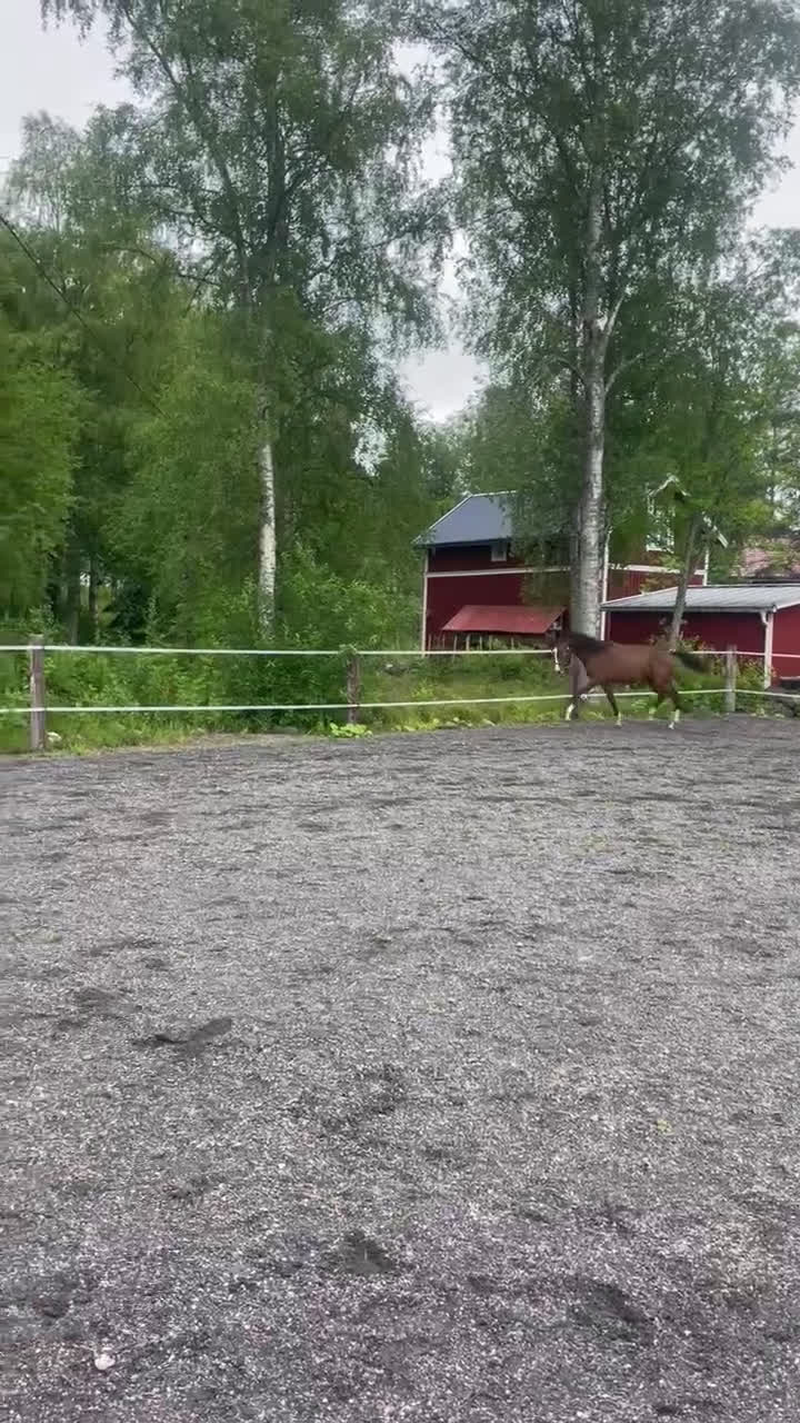 Dressyr hästar till salu: Charmig & snygg hingst -24 e. Racoon - Topaasch 🌟 i Saxdalen - Video 2