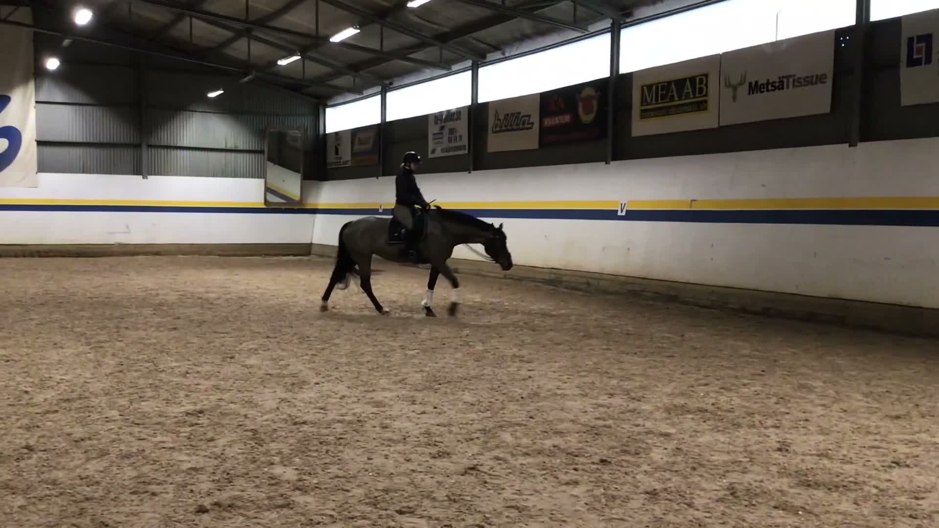 Dressyr hästar till salu: Trevligt dressyrsto i Mariestad - Video 3
