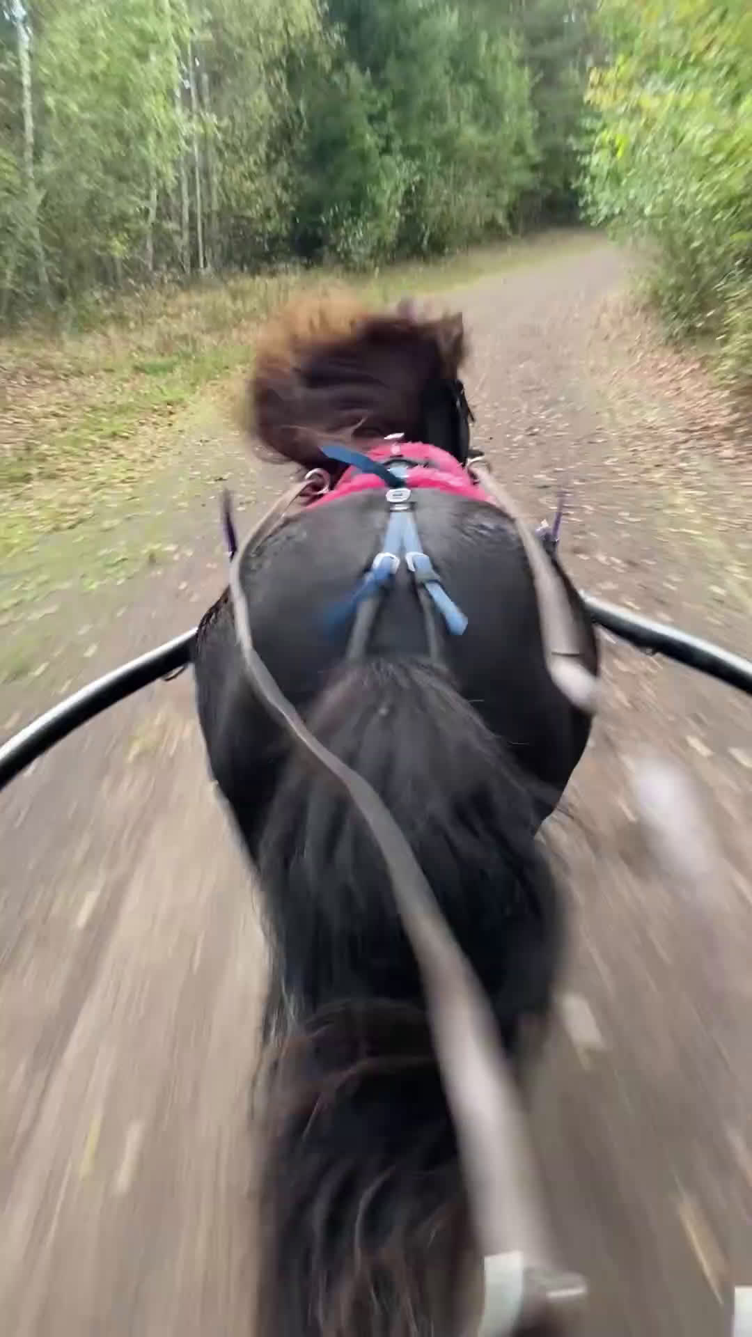 Trav hästar till salu: Läromästare  i Nybro - Video 2