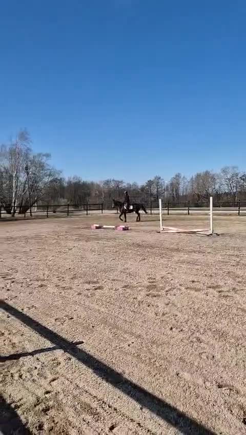 Allround hästar till salu: Projekt/sällskap - Video 2