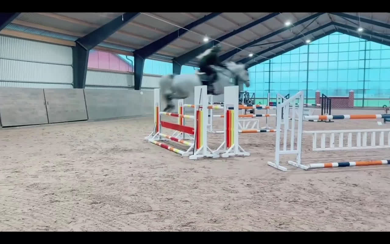 Hoppning hästar till salu: Myntas barnbarn - Video 2