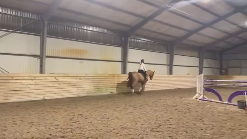 Hoppning hästar till salu: Perfekt children, junior og amatør horse for sale i Hårlev - Video 1