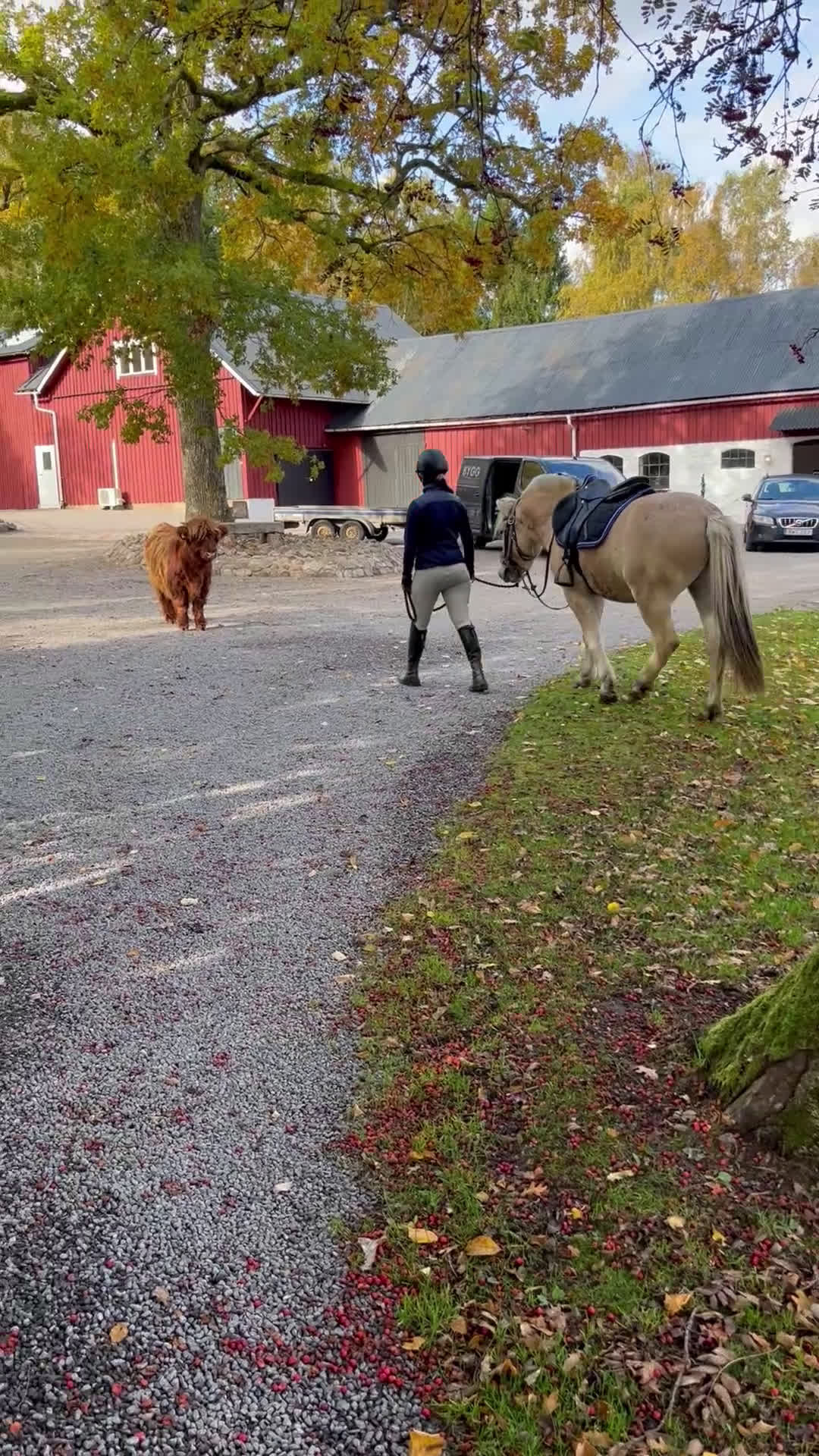 Allround hästar till salu: Pigg och snäll unghäst  i Holm - Video 2