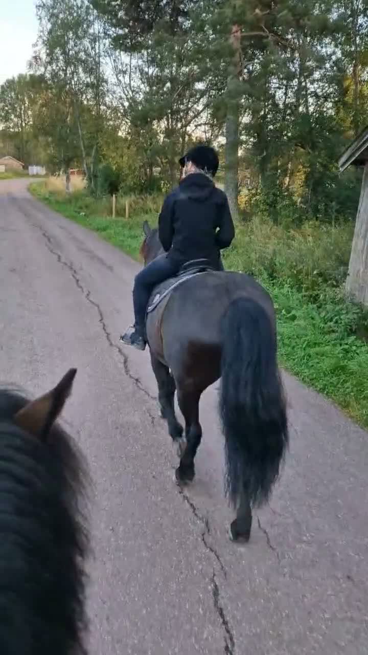 Allround hästar till salu: Underbart kallblodssto - Video 1