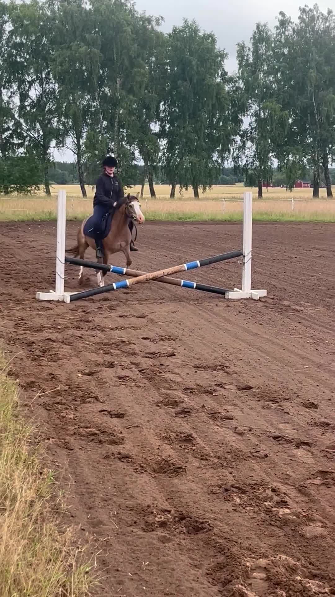 Allround hästar till salu: Mycket trevlig och vackert Welch mountain sto - Video 2