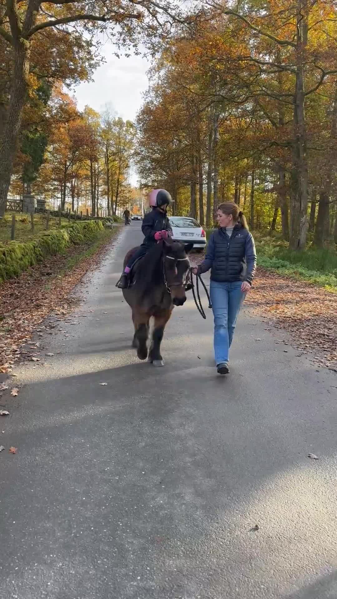 Allround hästar till salu: Stor shetlandsponny söker nytt hem - Video 3
