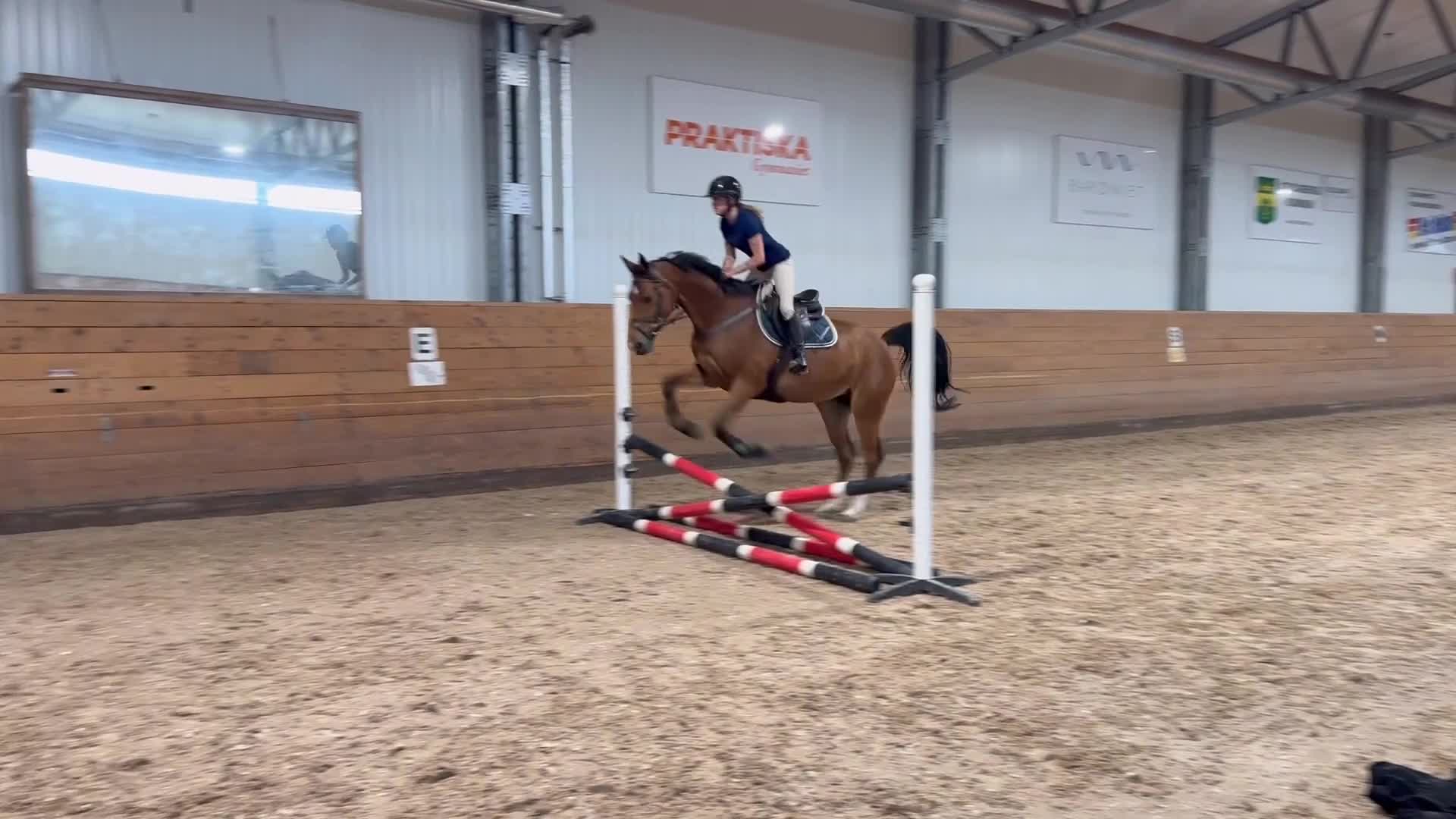Hoppning hästar till salu: Trevligt sto - Video 4