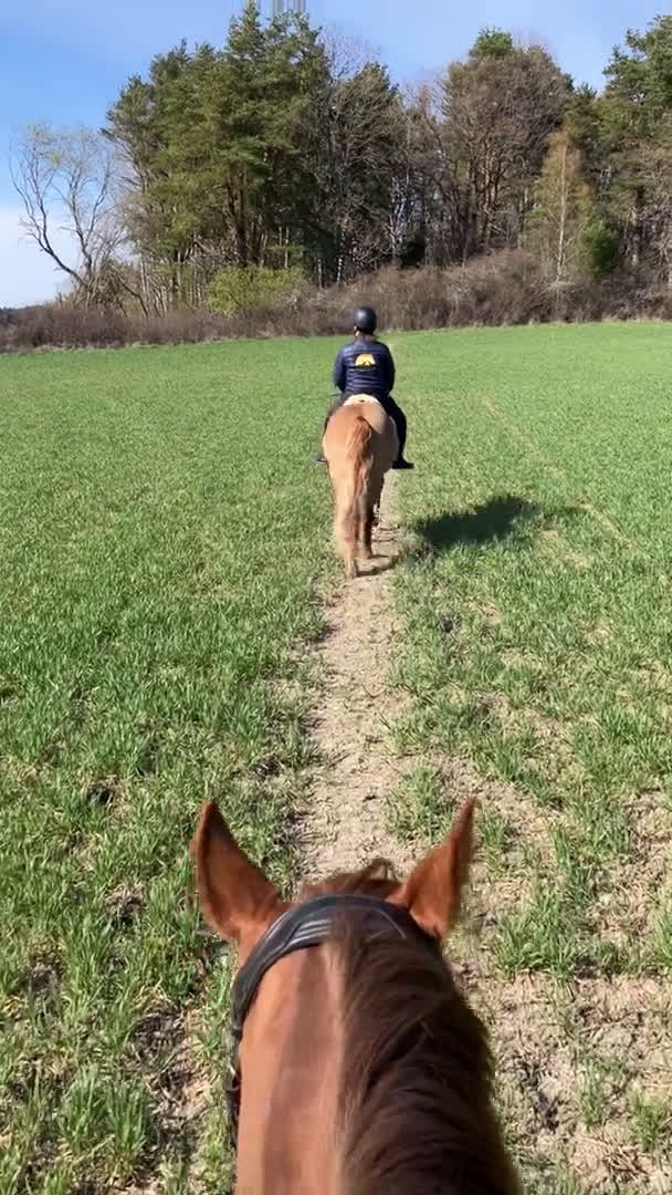  hästjobb finnes: hästtjej söker hästjobb på ridskola - Video 2