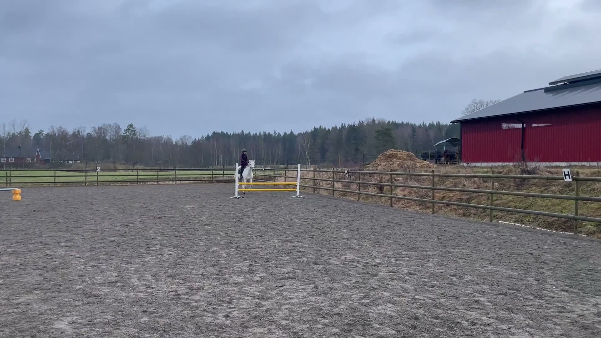 Allround hästar till salu: Trygg och genomsnäll D-ponny i Hässleholm - Video 3