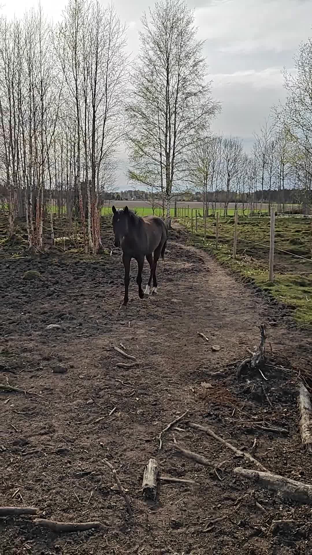 Allround hästar till salu: Vacker hingst med imponerande prestationsstam - Video 1