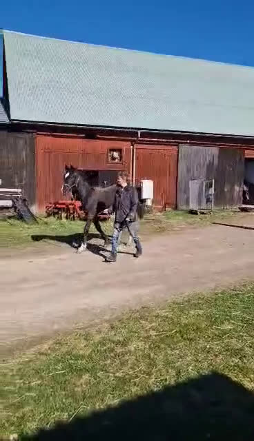 Hoppning hästar till salu: Härlig hoppstammad åring  i Rimforsa - Video 1