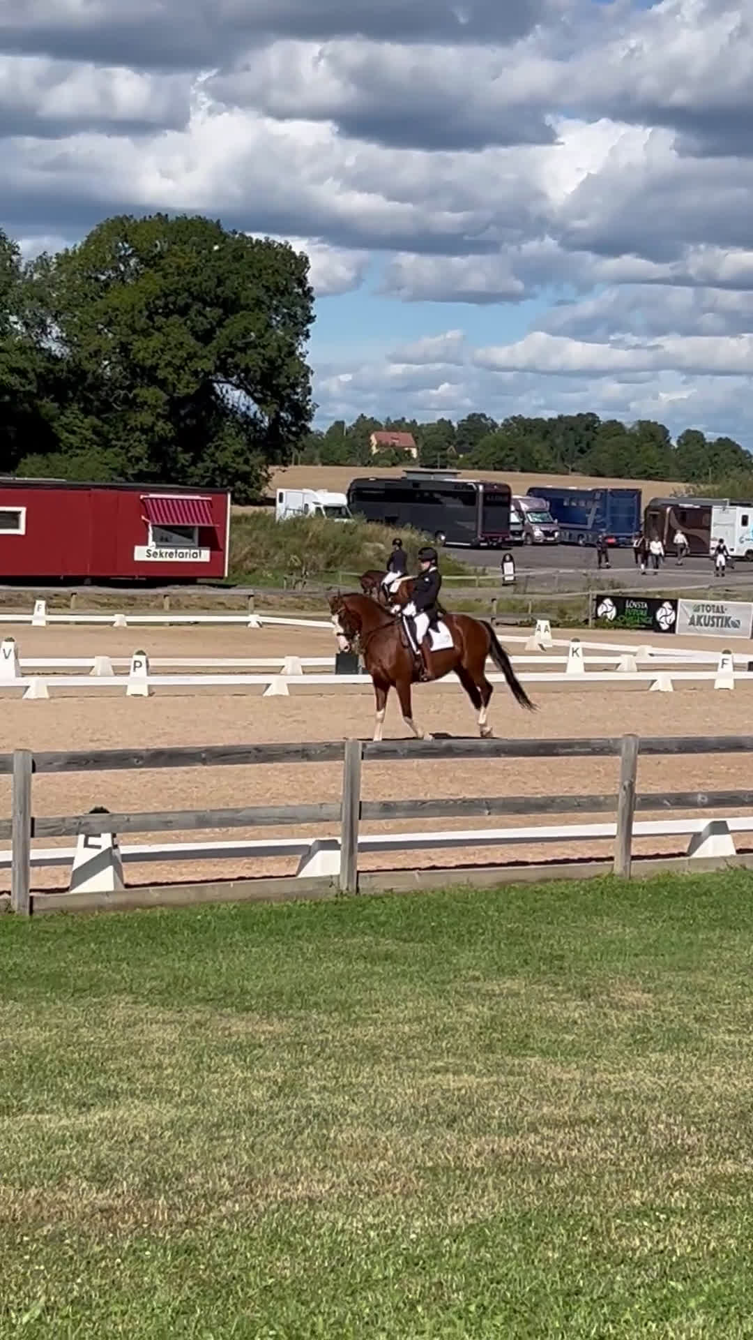 Dressyr hästar till salu: Genom snäll valack med utstålning - Video 1