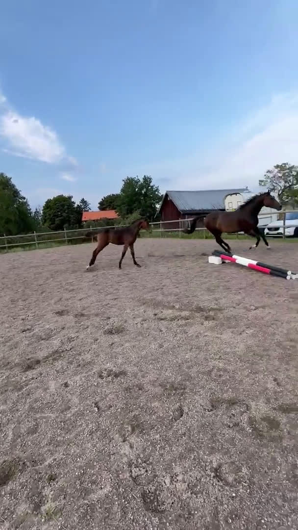 Hoppning hästar till salu: Don't Touch Tiji Hero! i Östra Ämtervik - Video 2