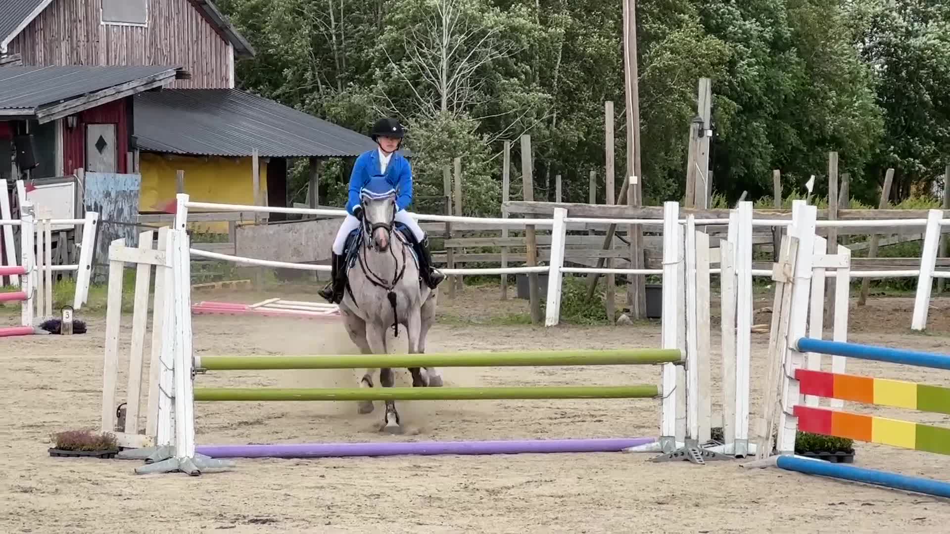 Avelshästar hästar till salu: Äldre läromästare 🌟 - Video 1