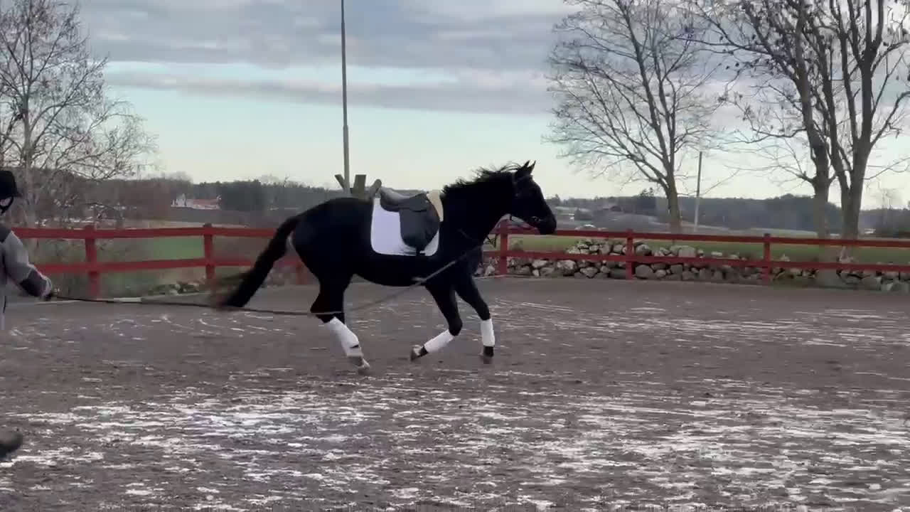 Dressyr hästar till salu: 2-årig SWB-valack, INRIDEN i Norrköping - Video 1