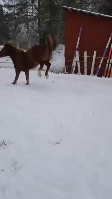 Allround hästar till salu: Fantastisk IslandsXquarter sto med sportpotential - Video 2