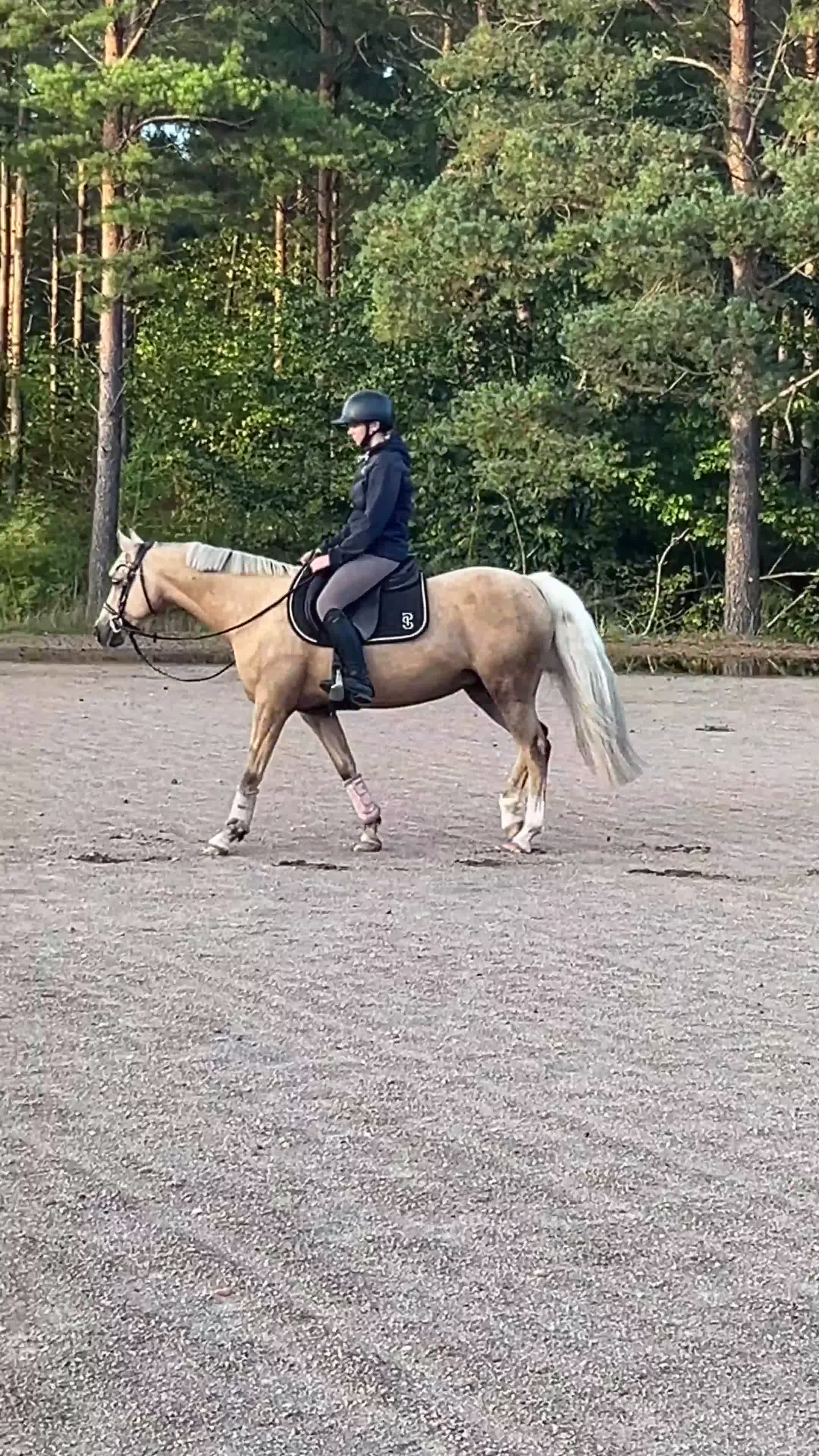 Hoppning hästar till salu: Fantastisk C-ponny med stor hoppförmåga - Video 5