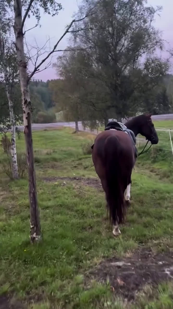 Avelshästar hästar till salu: Avelsto e: Total Hope - Video 1