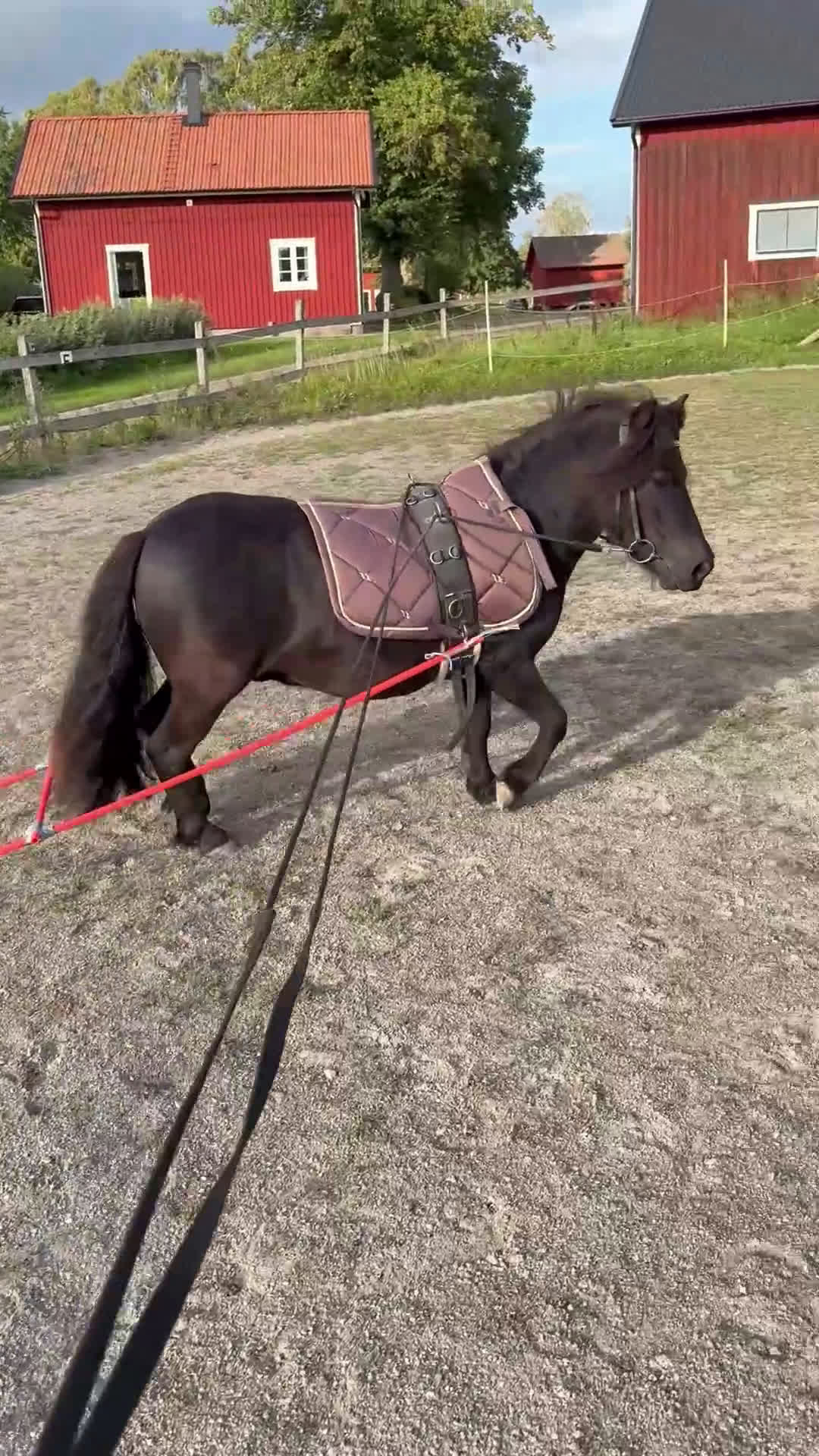 Allround hästar till salu: Fin shetlandsvalack - Video 3