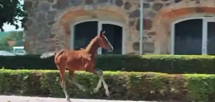 Hoppning hästar till salu: Ett föl för framtiden  i Ambjörnarp - Video 1