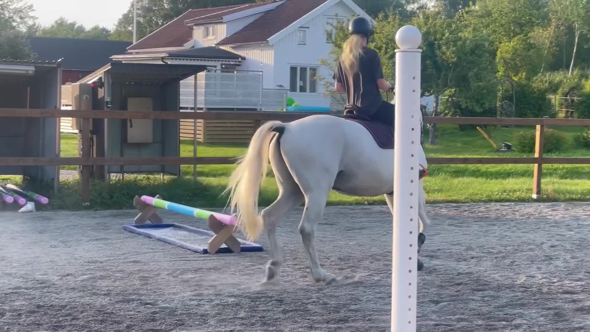 Hoppning hästar till salu: Vacker tävlingshäst med bra hoppteknik - Video 4