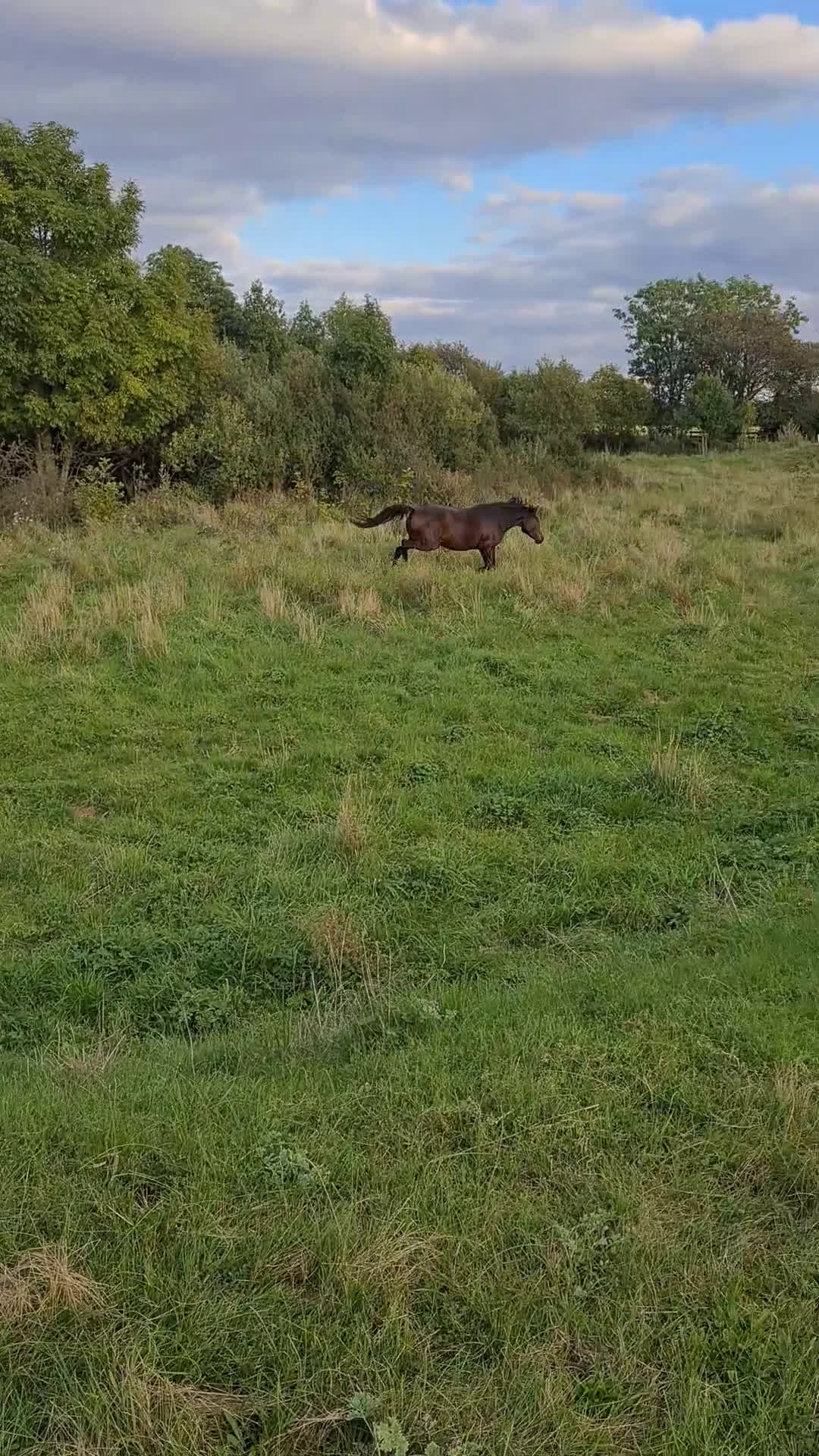 Trav hästar till salu: För trav/monte eller avel eller ridhäst i Havdhem - Video 2