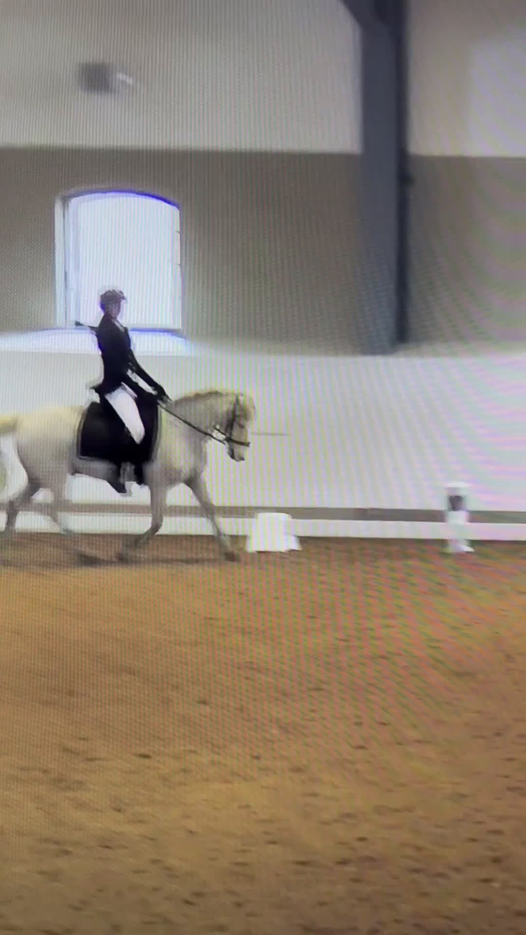 Dressyr hästar till salu: Trygg, cool kille med kapacitet  i Sätila - Video 2