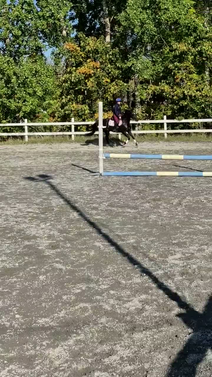 Hoppning hästar till salu: Multitalang - Video 4