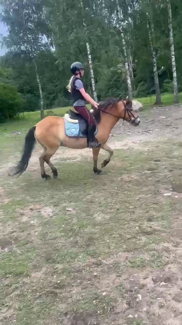 Allround hästar till salu: *Sänkt pris* Russto f. 2020, ca 122 cm i Gusum - Video 1