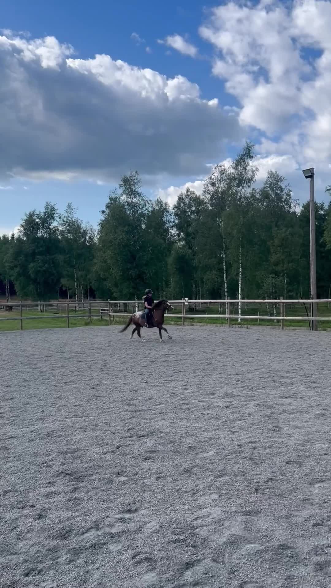 Allround hästar till salu: Söt allroundponny - Video 1
