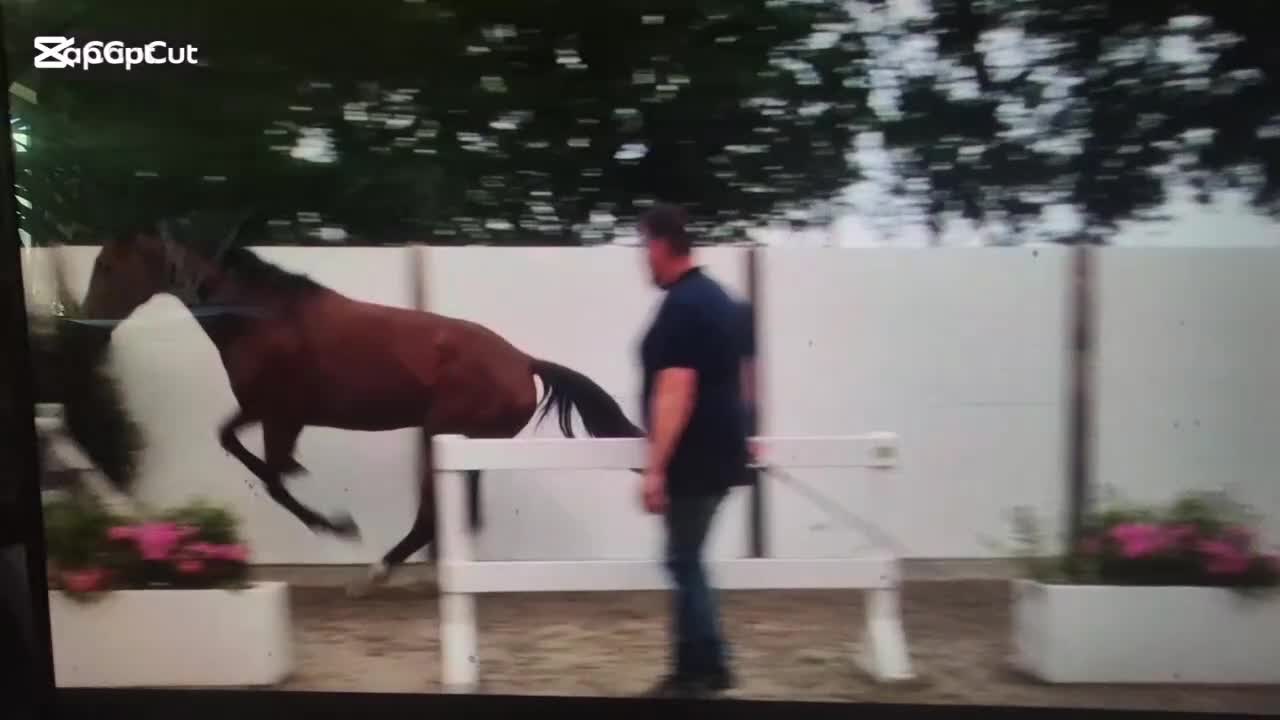 Allround hästar till salu: 5 års sto m hoppförmåga - Video 1
