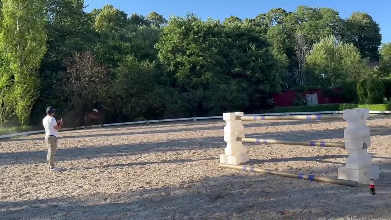 Hoppning hästar till salu: Erfaren D-ponny med vinster upp till 110 cm - Video 2