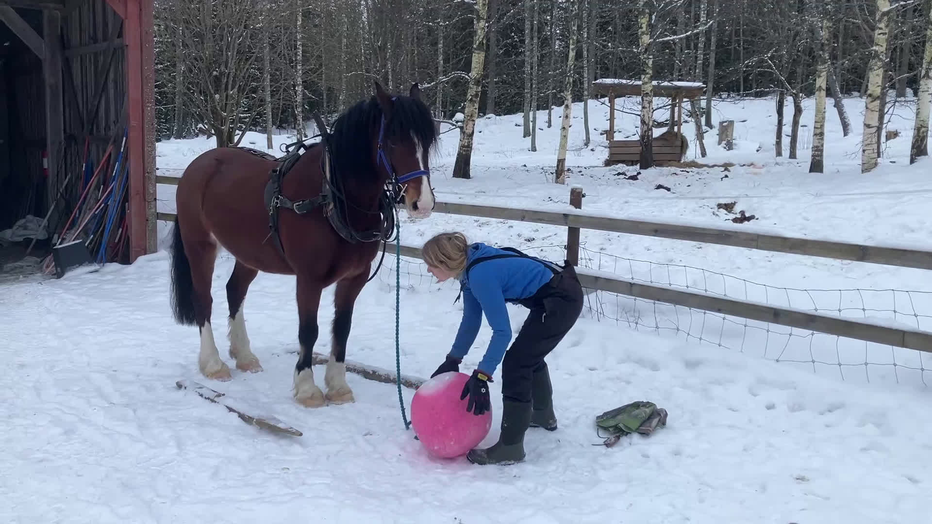 Allround hästar till salu: Welsh cob valack med enorm utstrålning!! - Video 1