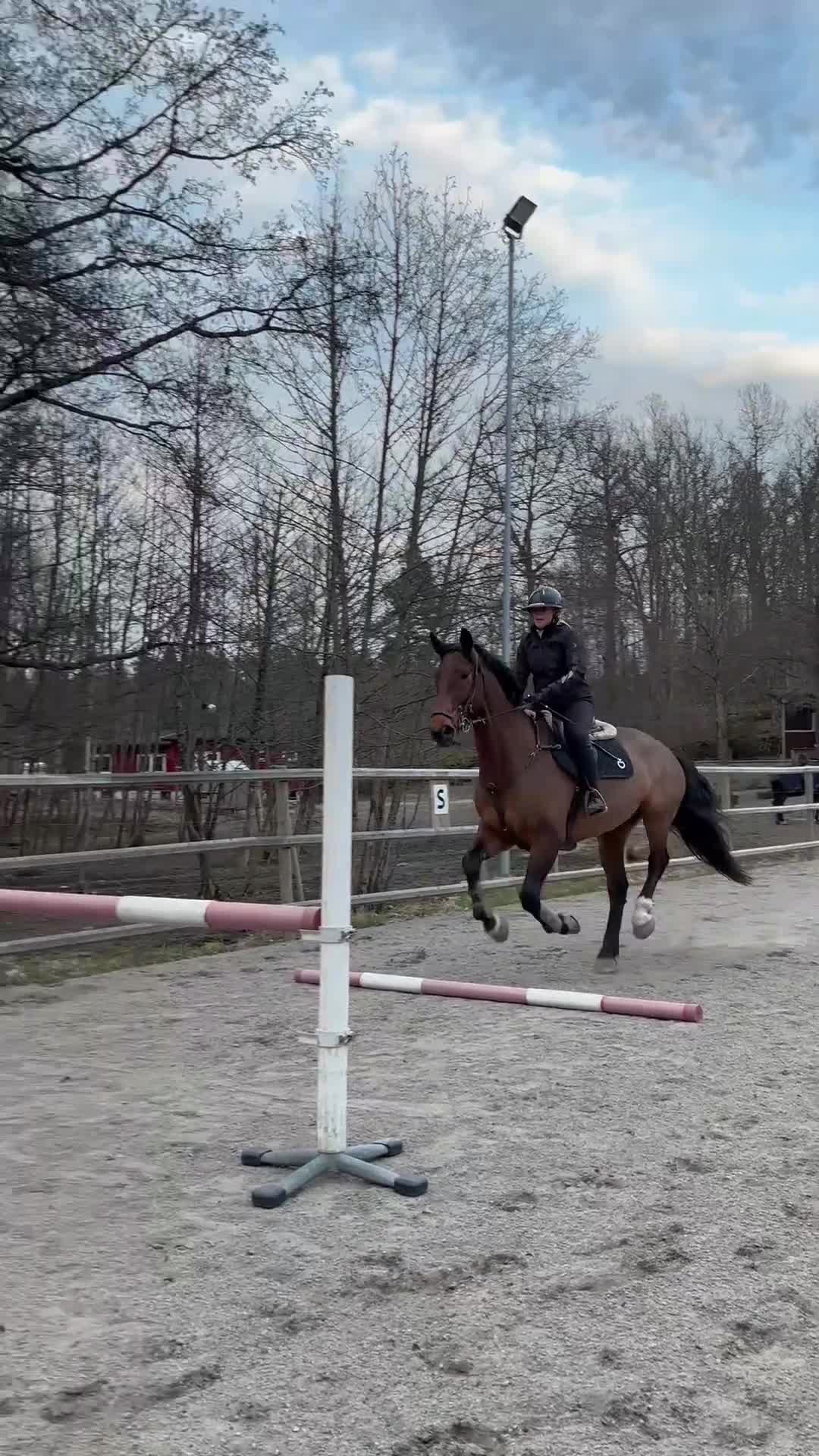 Allround hästar till salu: Trevlig valack till hopp eller dressyr i Alingsås - Video 1
