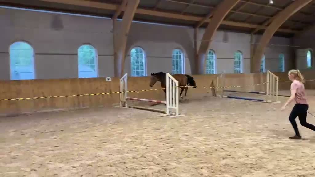 Hoppning hästar till salu: Storhoppande unghäst - Video 2