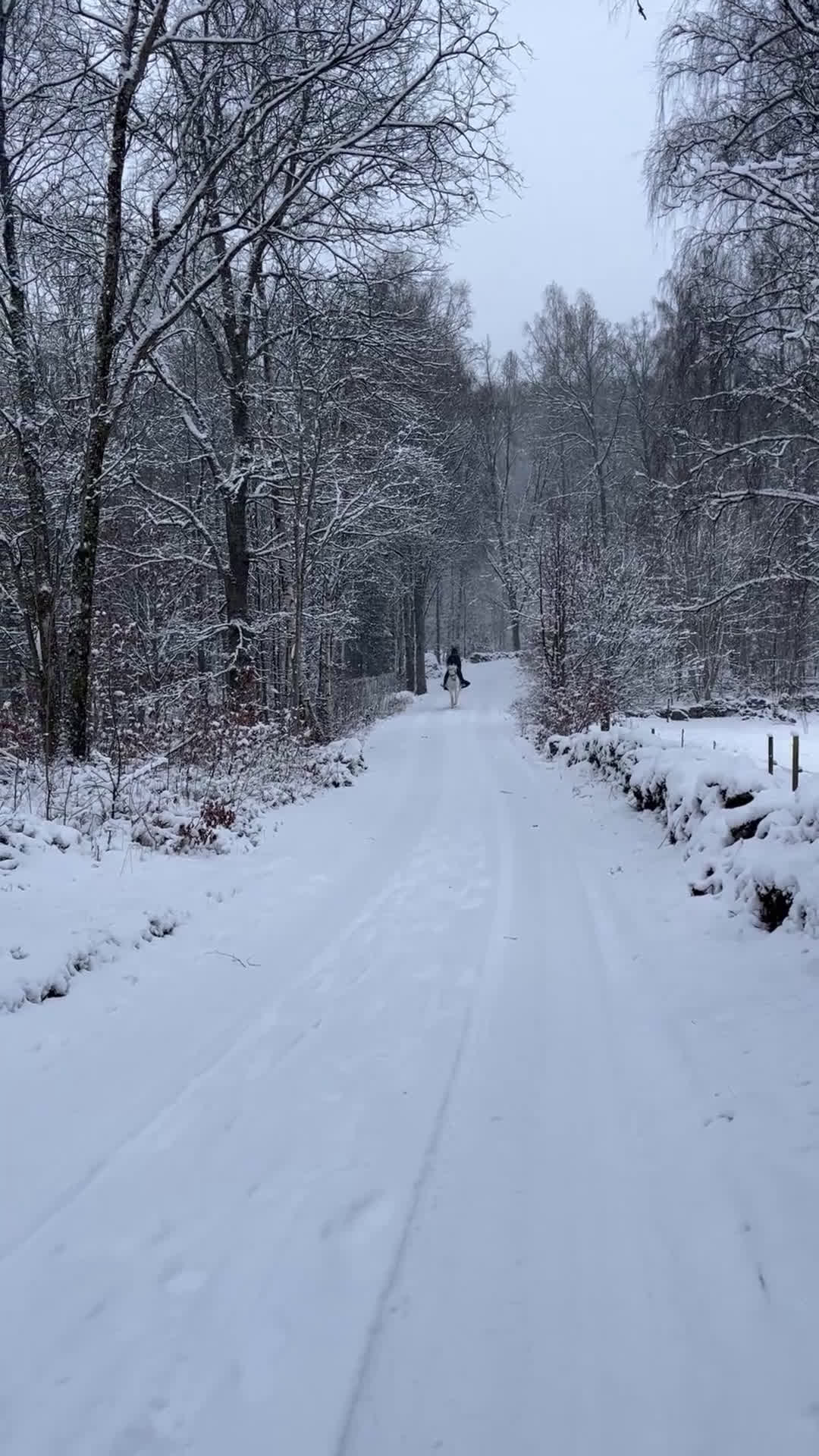 Allround hästar till salu: Bästa vän säljes - Video 1