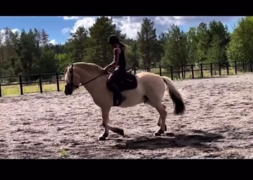  medryttarhäst finnes: Dressyr intresserad ryttare sökes till Fjording i Västerhaninge - Video 2