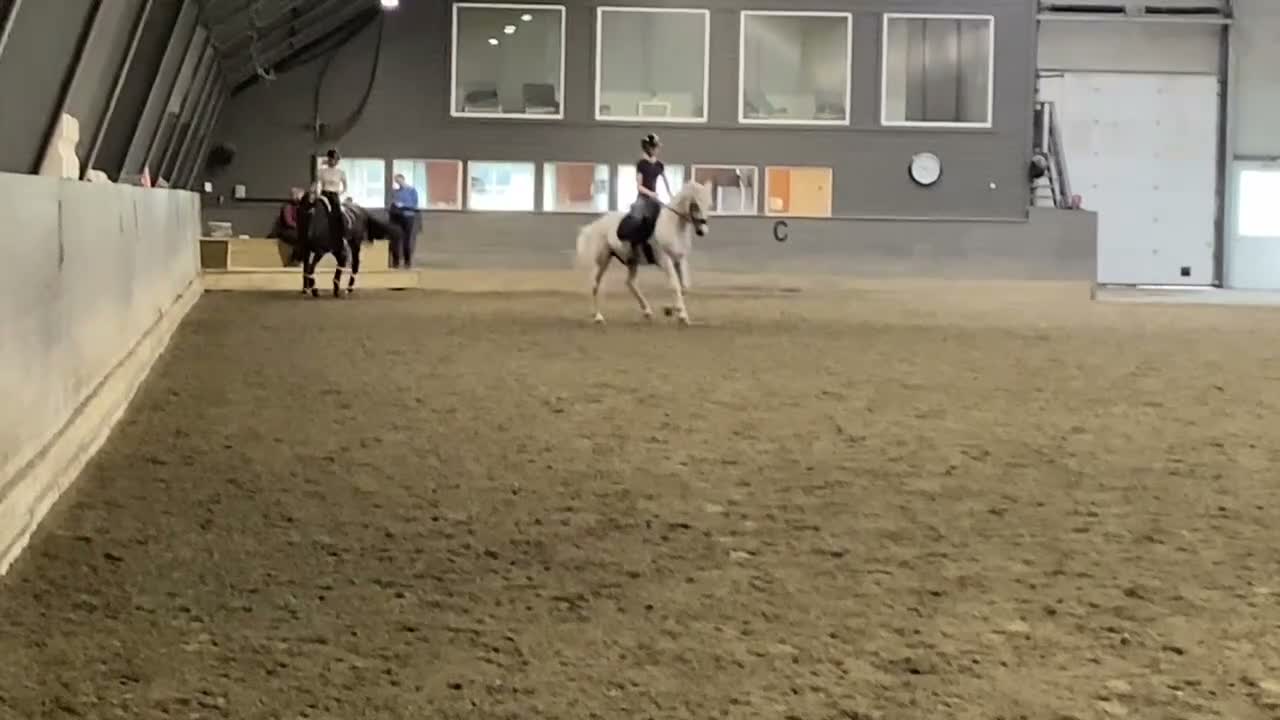 Dressyr hästar till salu: Allsidig FEI-dressyrponny med stor kapacitet - Video 1