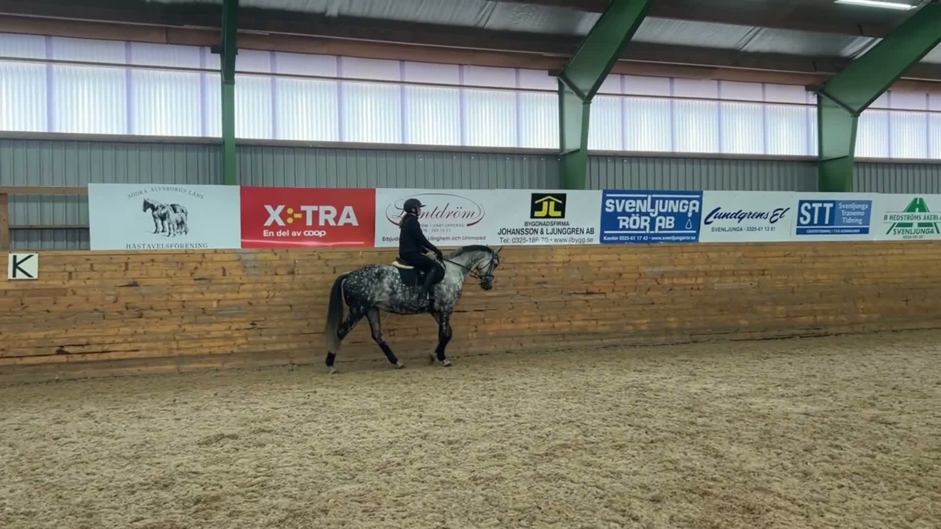 Allround hästar till salu:     Trevligt sto söker kärleksfullt hem - Video 1